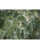 Huile Essentielle d'Eucalyptus Globulus BIO