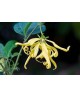 Huile Essentielle de Ylang Ylang fleur extra BIO